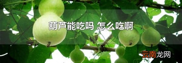葫芦能吃吗 怎么吃啊