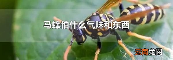 马蜂怕什么气味和东西