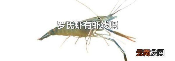 罗氏虾有虾线吗