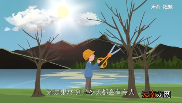 为什么冬天要把树枝砍掉 冬天为什么要把多余的树枝锯掉