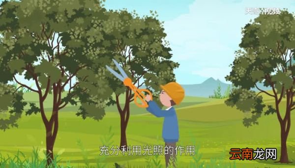 为什么冬天要把树枝砍掉 冬天为什么要把多余的树枝锯掉