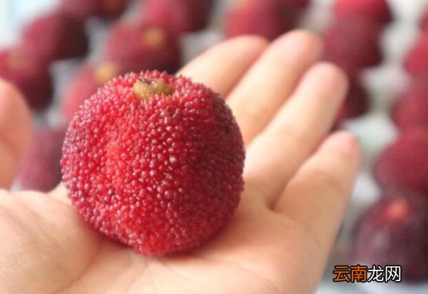杨梅冰冻一年可以吃吗 杨梅冷冻可以放多久