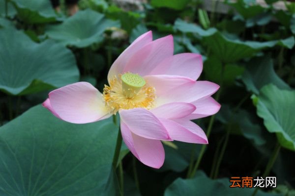 红藕香残玉簟秋读音红藕香残玉簟秋啥意思