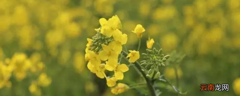 麦花雪白菜花稀是什么季节