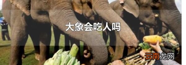 大象会吃人吗