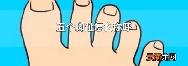 五个脚趾怎么称呼