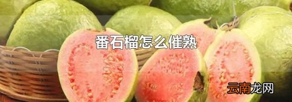 番石榴怎么催熟