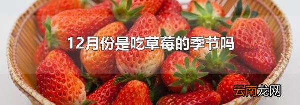 12月份是吃草莓的季节吗