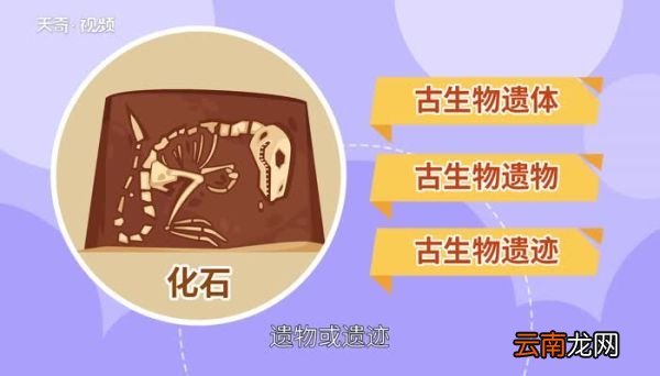 化石的形成 化石是怎么形成的