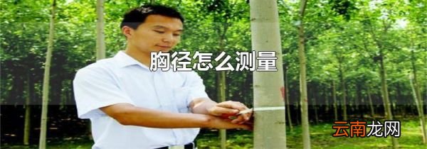 胸径怎么测量
