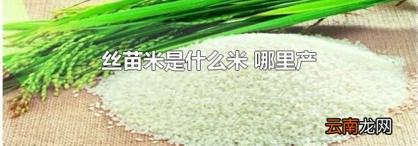 丝苗米是什么米 哪里产