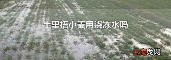 土里捂小麦用浇冻水吗