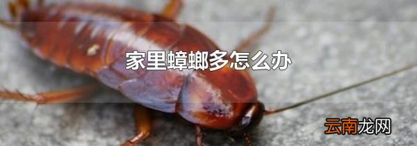 家里蟑螂多怎么办