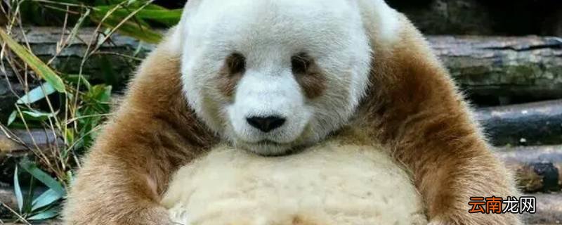 所有大熊猫的毛色都是黑白相间的吗
