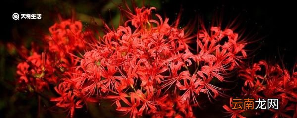 彼岸花花语 彼岸花花语是什么