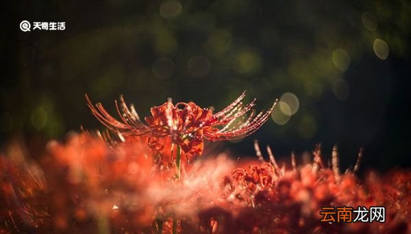 彼岸花花语 彼岸花花语是什么
