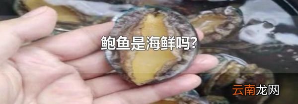 鲍鱼是海鲜吗?