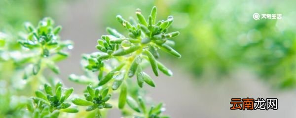 鸟鸣涧赏析 鸟鸣涧意境赏析