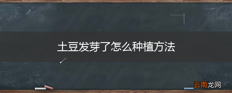 土豆发芽了怎么种植方法