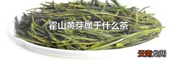 霍山黄芽属于什么茶