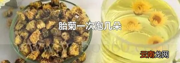 胎菊一次泡几朵