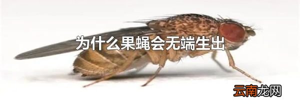 为什么果蝇会无端生出