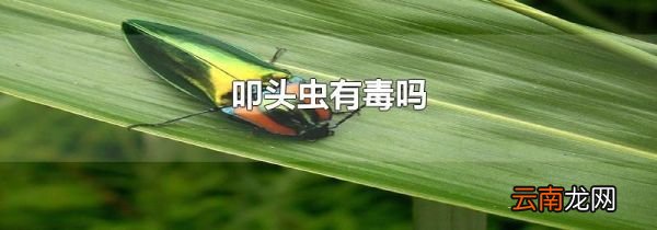 叩头虫有毒吗