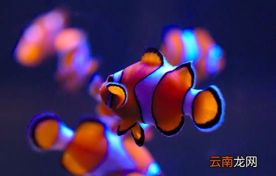观赏鱼专用盐使用方法 观赏鱼专用盐怎么使用