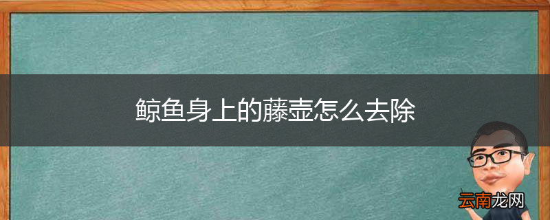 鲸鱼身上的藤壶怎么去除