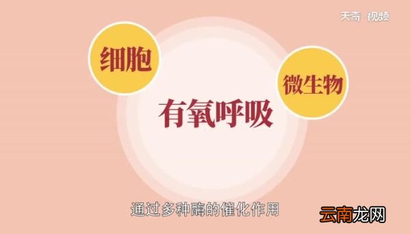 有氧呼吸第一阶段场所 有氧呼吸第一阶段场所是哪里