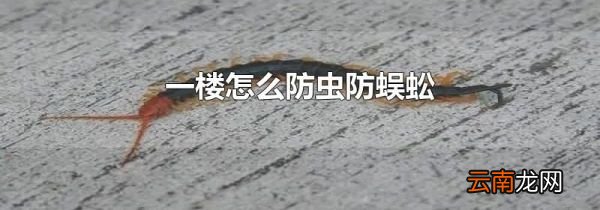 一楼怎么防虫防蜈蚣?