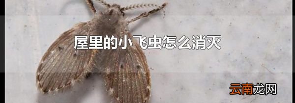屋里的小飞虫怎么消灭