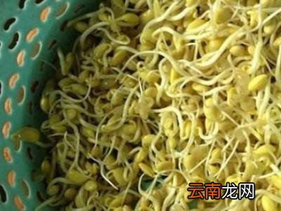 如何发黄豆芽又快又好