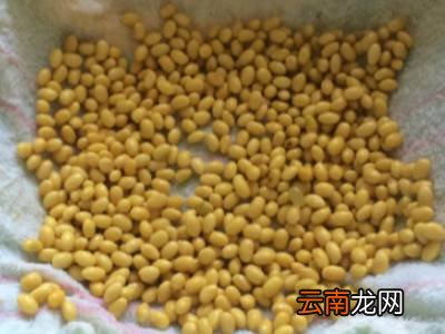 如何发黄豆芽又快又好