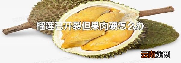榴莲已开裂但果肉硬怎么办