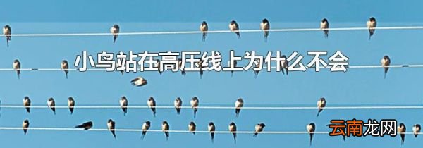 小鸟站在高压线上为什么不会触电