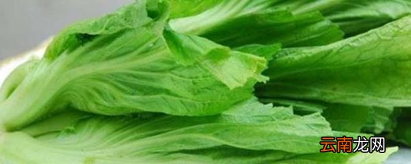 新鲜梅干菜长什么样子 新鲜梅干菜是什么样子