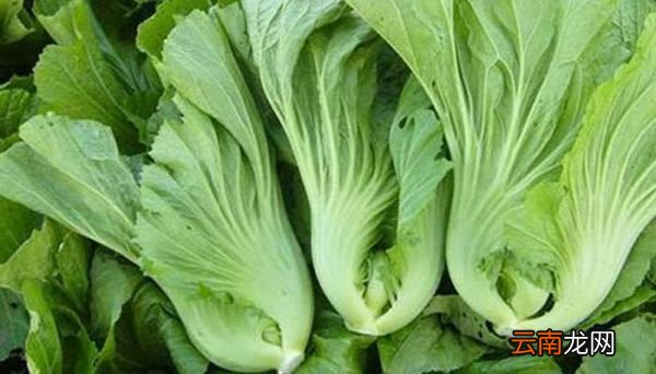 新鲜梅干菜长什么样子 新鲜梅干菜是什么样子