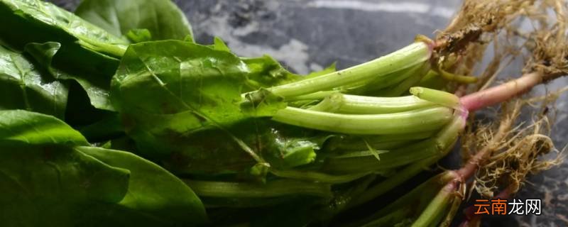 菠菜榨汁需要烫一下吗