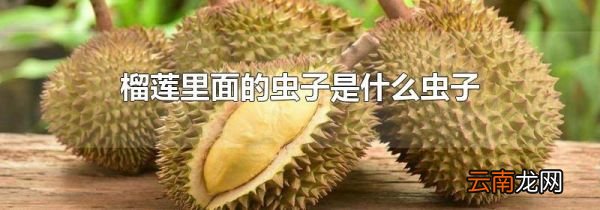 榴莲里面的虫子是什么虫子
