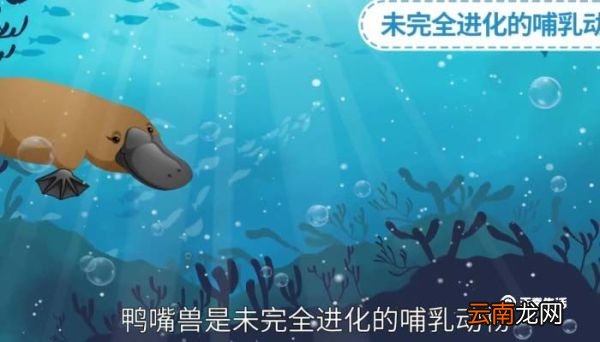 世界上最原始的哺乳动物 世界上最原始的哺乳动物名字