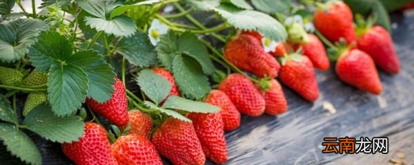 草莓什么季节 草莓什么季节成熟