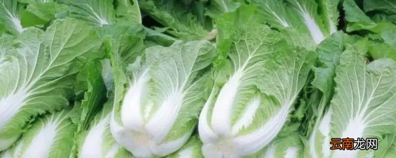 六种寓意好的蔬菜