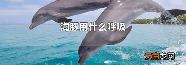 海豚用什么呼吸