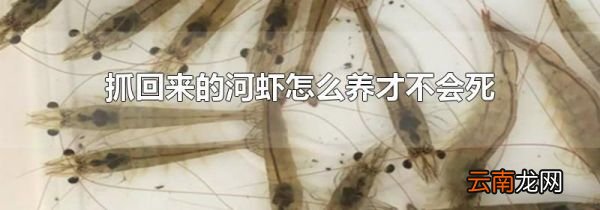 抓回来的河虾怎么养才不会死
