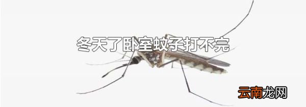 冬天了卧室蚊子打不完