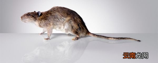 下水道里灌什么能杀死老鼠 下水道里的老鼠怎么杀死