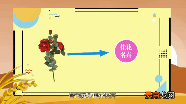 野蔷薇花语 野蔷薇花语是什么
