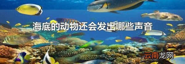 海底的动物还会发出哪些声音