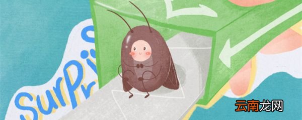 蟑螂为什么灭绝不了 为什么蟑螂永远灭不掉
